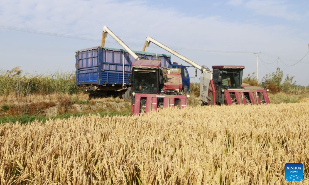 Harvesters work in a rice field in Xige Township of Fengnan District in Tangshan, north China's Hebei Province, Oct. 15, 2026. The rice harvest season has come in Tangshan, where local farmers are seizing the good weather to advance harvesting. (Xinhua/Yang Shiyao)