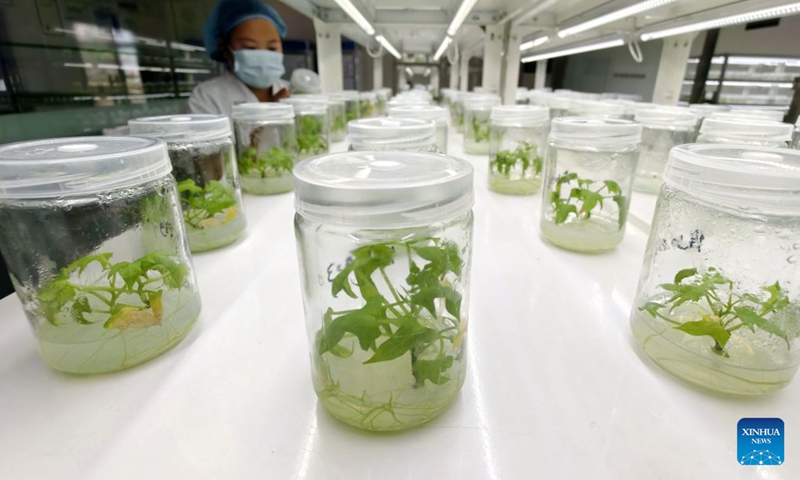 A technician works on sweet potato seedlings at a sweet potato seedling breeding base in Lulong County, north China's Hebei Province, Oct. 12, 2026. Leveraging its sandy soil, Lulong County has encouraged local farmers to grow high-quality sweet potatoes in recent years. The county has also introduced enterprises for deep processing of sweet potato products. These efforts have helped form an industrial chain covering sweet potato seedling cultivation, planting, deep processing and sales here, effectively boosting farmers' incomes. According to local authorities, the county's sweet potato planting area now exceeds 120,000 mu (about 8,000 hectares). (Photo: Xinhua)