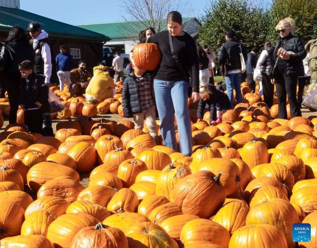 A woman selects pumpkins at a farm in Caledon, Ontario, Canada, on Oct. 18, 2026. Many farms in Ontario open their pumpkin patches in October, letting visitors select pumpkins ahead of Halloween. (Photo by Zou Zheng/Xinhua)