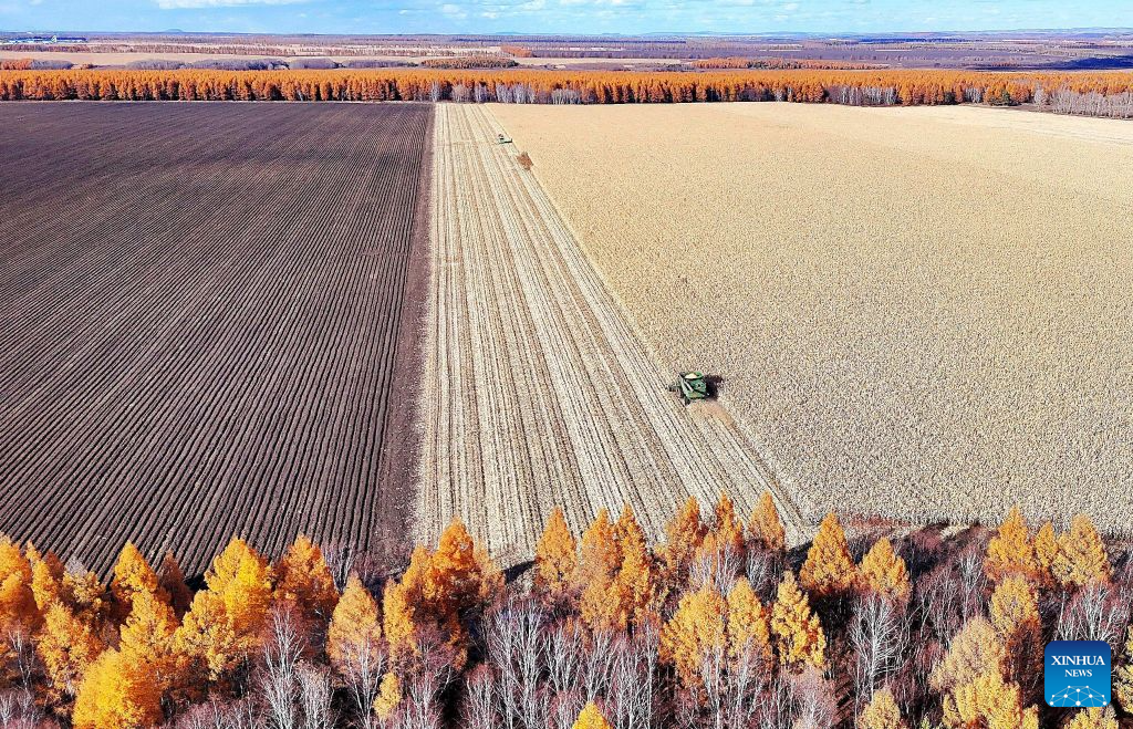 An aerial drone photo taken on Oct. 15, 2026 shows farmers operating agricultural machines to harvest corn at a farm under Beidahuang Group in northeast China's Heilongjiang Province. The autumn harvest in Heilongjiang, a northeastern province known as China's