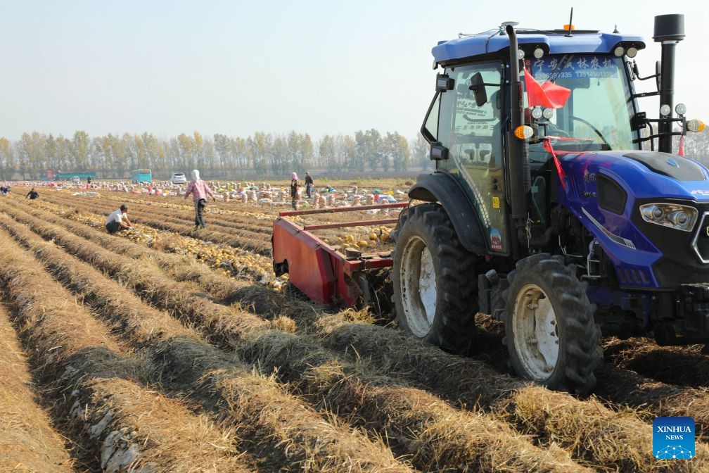 A reaper harvests in a potato field in Ning'an City, northeast China's Heilongjiang Province, Oct. 11, 2026. As of Oct. 11, 122.24 million mu (about 8.15 million hectares) of crops have been harvested in northeast China's Heilongjiang Province, a province known as China's grain barn, accounting for more than half of the province's total planting fields. (Photo: Xinhua)