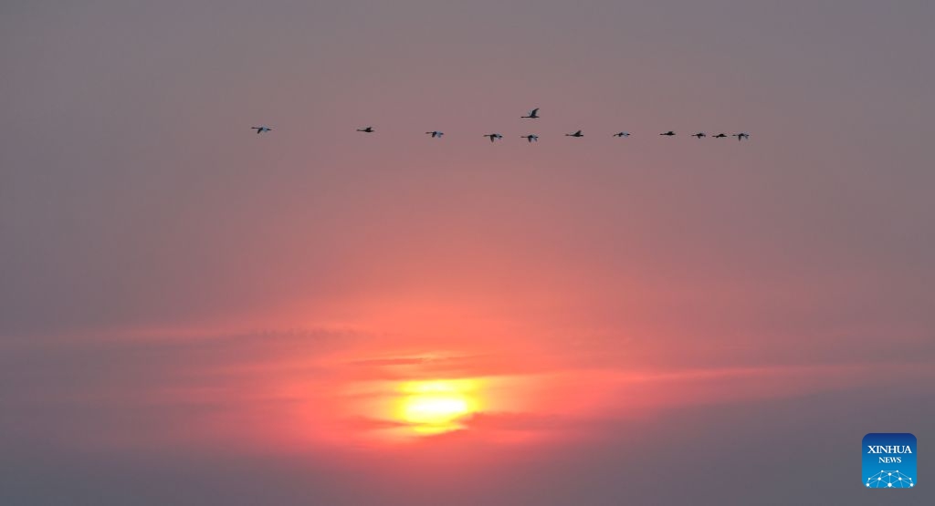This photo taken on Oct. 12, 2026 shows migratory birds flying at sunrise at the Horqin National Nature Reserve in Horqin Right Wing Middle Banner of Hinggan League, north China's Inner Mongolia Autonomous Region. (Photo: Xinhua)