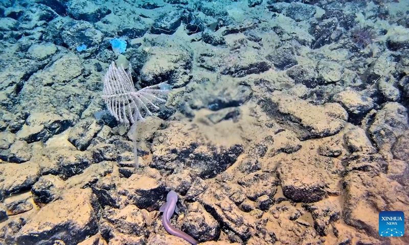 An underwater observational footage is captured by the manned deep-sea submersible Jiaolong, on Oct. 11, 2026. China's manned deep-sea submersible Jiaolong successfully completed its 467th dive. The dive reached a depth of approximately 4,400 meters. (Photo: Xinhua)