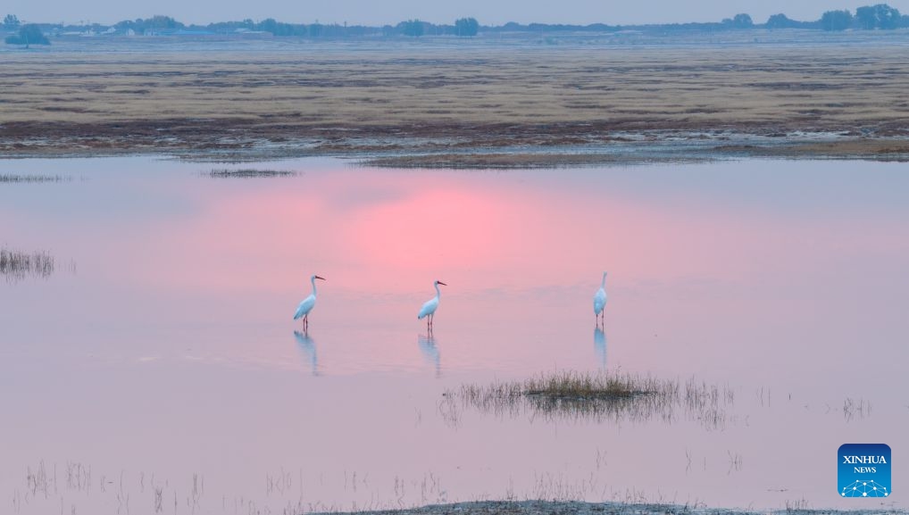 A drone photo taken on Oct. 12, 2026 shows migratory birds at the Horqin National Nature Reserve in Horqin Right Wing Middle Banner of Hinggan League, north China's Inner Mongolia Autonomous Region. (Photo: Xinhua)