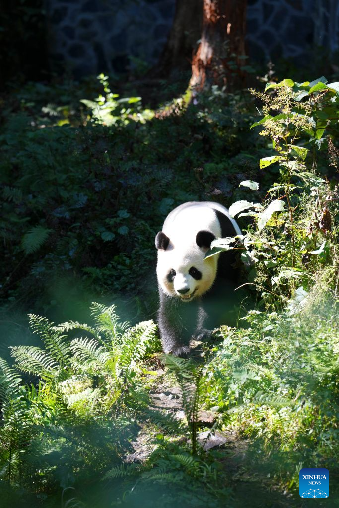 A giant panda is pictured at a panda-themed camp in Baoxing County, Ya'an City, southwest China's Sichuan Province, Oct. 17, 2026. Baoxing County, a core giant panda habitat, has leveraged its panda resources to develop panda-themed eco-tourism featuring study tours and homestays. (Xinhua/Liu Lingyi)