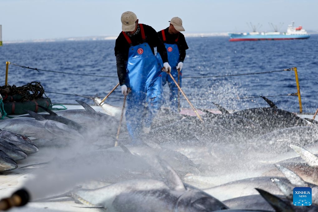 Workers prepare to weigh bluefin tuna on Ocean Star, an ultra-low temperature processing and transportation vessel, on the Mediterranean Sea east of Malta, Oct. 9, 2026. Ocean Star of Mediterranean Bluefin Industry Development (Hainan), a vessel owned by China-Malta joint venture specializing in bluefin tuna processing and trade, began its new production season in late September. (Photo: Xinhua)