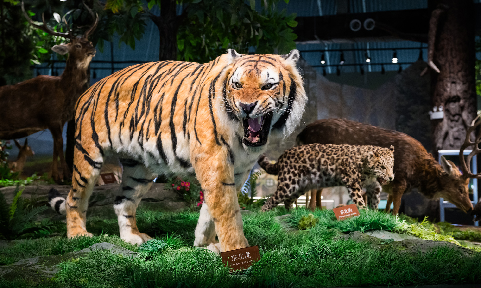 Visit Northeast China’s Jilin in search of tigers and leopards Photo: Chen Tao/Global Times