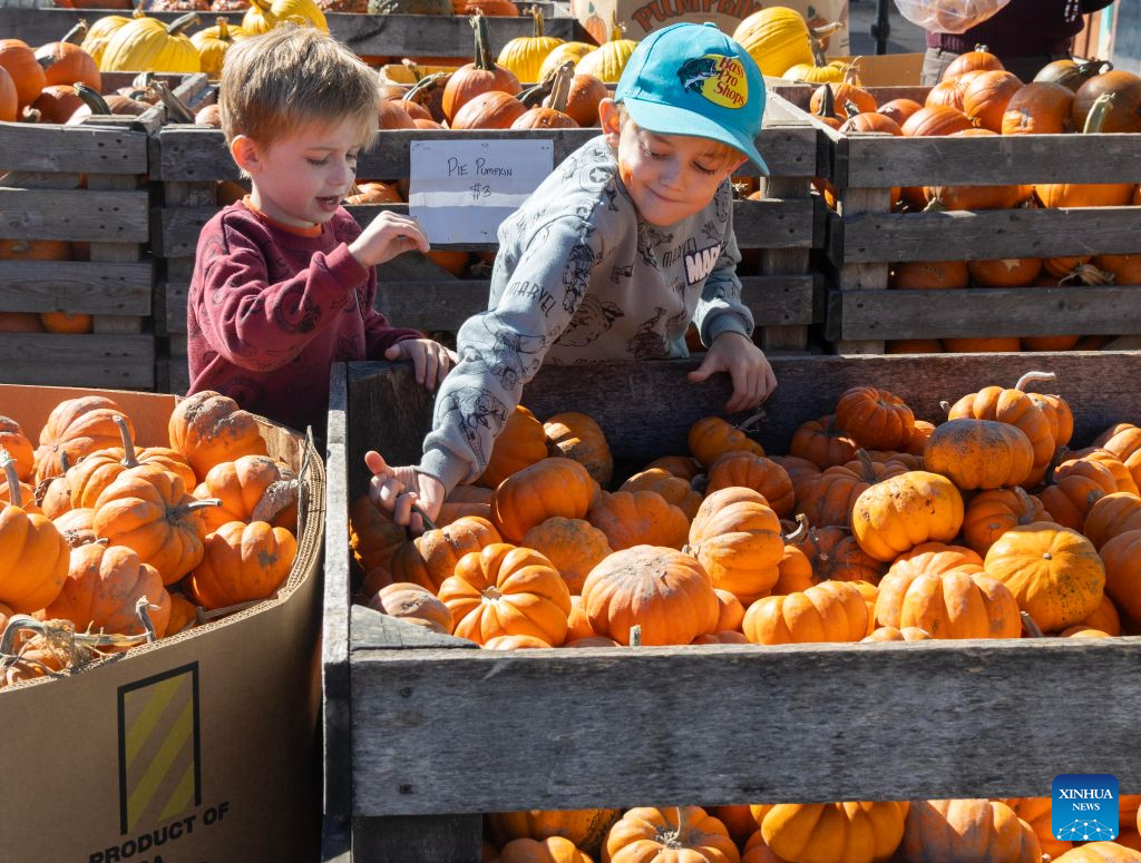 Children select pumpkins at a farm in Caledon, Ontario, Canada, on Oct. 18, 2026. Many farms in Ontario open their pumpkin patches in October, letting visitors select pumpkins ahead of Halloween. (Photo by Zou Zheng/Xinhua)
