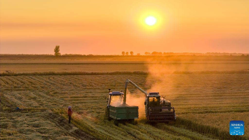 A drone photo shows a reaper harvesting in a paddy rice field in Huachuan County of Jiamusi City, northeast China's Heilongjiang Province, Oct. 11, 2026. As of Oct. 11, 122.24 million mu (about 8.15 million hectares) of crops have been harvested in northeast China's Heilongjiang Province, a province known as China's grain barn, accounting for more than half of the province's total planting fields. (Photo: Xinhua)
