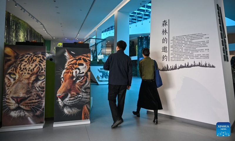 People visit the Northeast China Tiger and Leopard National Park Dongning Science Popularization and Education Center in Dongning, northeast China's Heilongjiang Province, Oct. 12, 2026. Located in Dongning City, Heilongjiang Province, the Dongning Science Popularization and Education Center of the Northeast China Tiger and Leopard National Park focuses on the sensory experience of tigers and leopards. Combining diverse interactive experience scenes, it allows visitors to gain an immersive understanding of Siberian tigers and Amur leopards. (Photo: Xinhua)