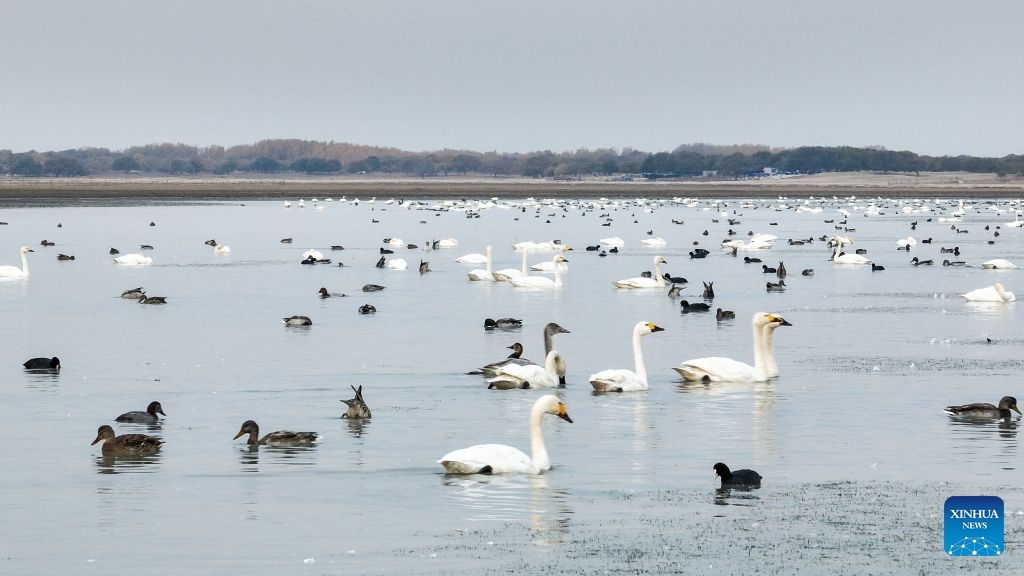 A drone photo taken on Oct. 12, 2026 shows migratory birds at the Horqin National Nature Reserve in Horqin Right Wing Middle Banner of Hinggan League, north China's Inner Mongolia Autonomous Region. (Photo: Xinhua)