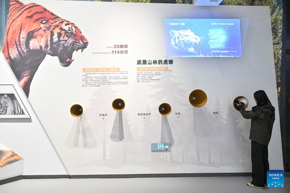 A woman visits the Northeast China Tiger and Leopard National Park Dongning Science Popularization and Education Center in Dongning, northeast China's Heilongjiang Province, Oct. 12, 2026. Located in Dongning City, Heilongjiang Province, the Dongning Science Popularization and Education Center of the Northeast China Tiger and Leopard National Park focuses on the sensory experience of tigers and leopards. Combining diverse interactive experience scenes, it allows visitors to gain an immersive understanding of Siberian tigers and Amur leopards. (Photo: Xinhua)