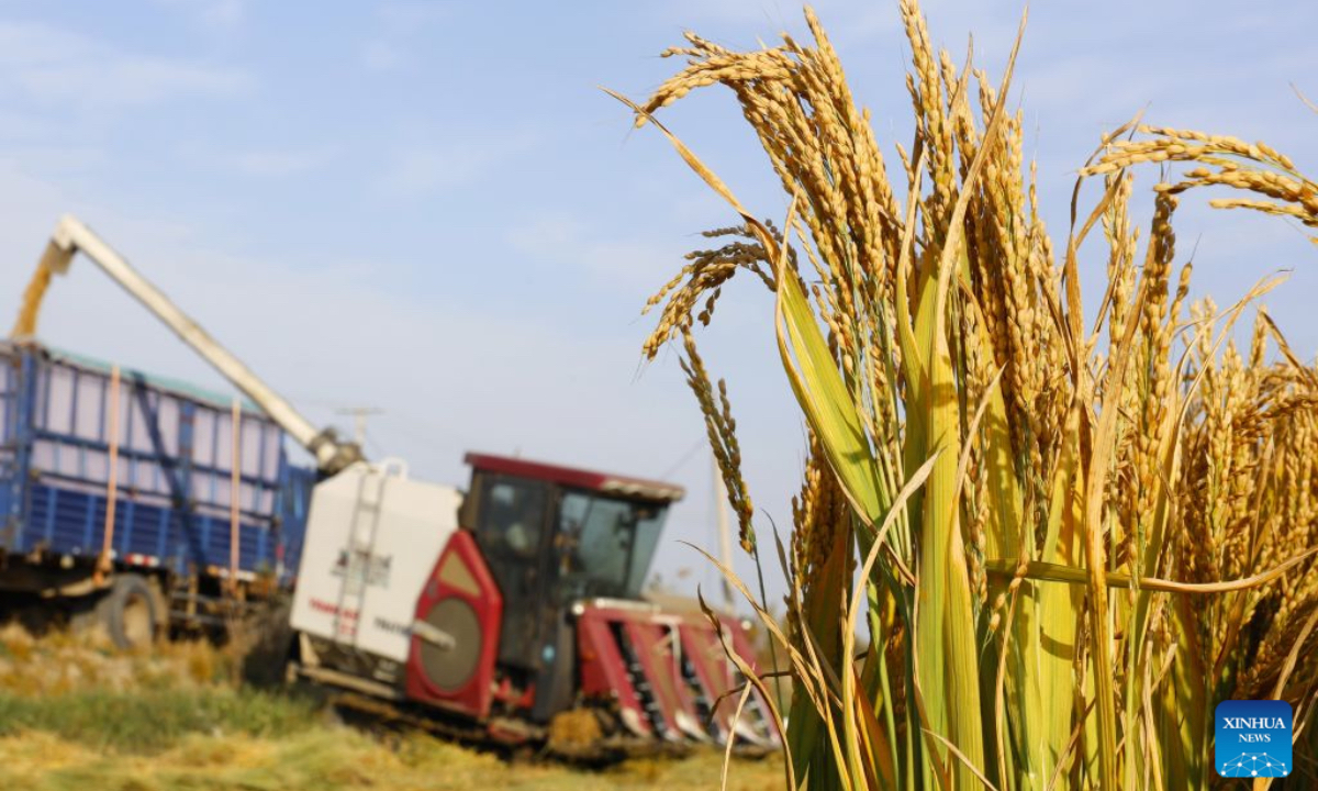 A harvester works in a rice field in Xige Township of Fengnan District in Tangshan, north China's Hebei Province, Oct. 15, 2026. The rice harvest season has come in Tangshan, where local farmers are seizing the good weather to advance harvesting. (Xinhua/Yang Shiyao)