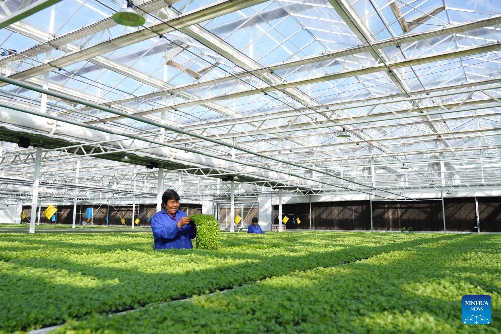 Staff members work at a vegetable greenhouse in Suning County, north China's Hebei Province, Oct. 13, 2026. In recent years, Suning County has promoted specialty agriculture. The county now has 13 vegetable seedling nurseries, with an annual capacity of over 1.2 billion seedlings, supporting local farms and markets in other regions. (Photo: Xinhua)
