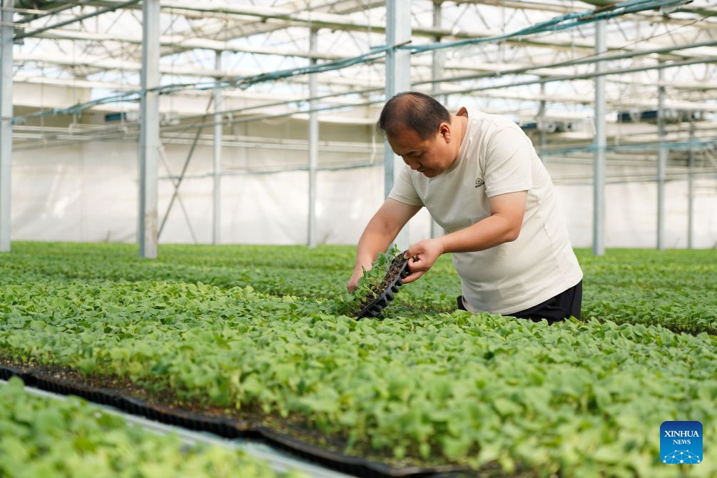 A staff member works at a vegetable greenhouse in Suning County, north China's Hebei Province, Oct. 13, 2026. In recent years, Suning County has promoted specialty agriculture. The county now has 13 vegetable seedling nurseries, with an annual capacity of over 1.2 billion seedlings, supporting local farms and markets in other regions. (Photo: Xinhua)