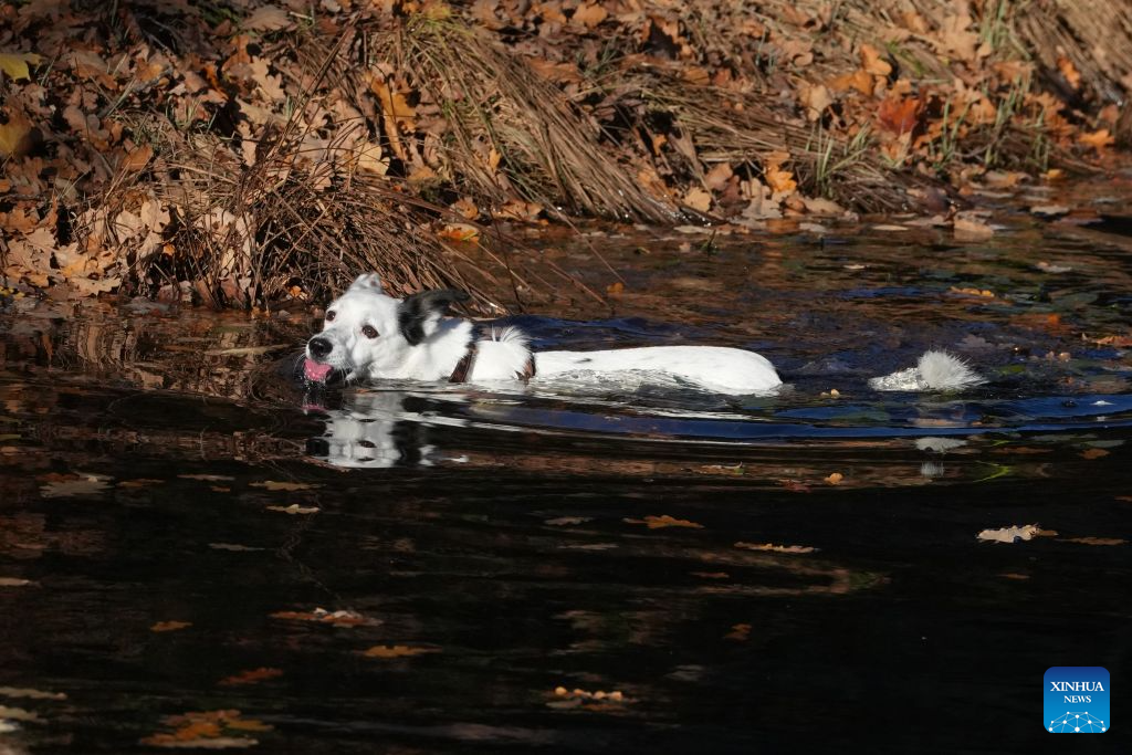 A dog swims in a pond in Sigulda, Latvia, Oct. 19, 2026. (Photo by Edijs Palens/Xinhua)