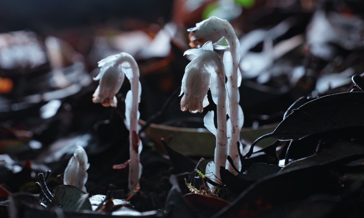An image of the rare saprophytic plant known as Monotropa uniflora captured by the LYNX M20S robot dog Photo: Courtesy of DEEP Robotics