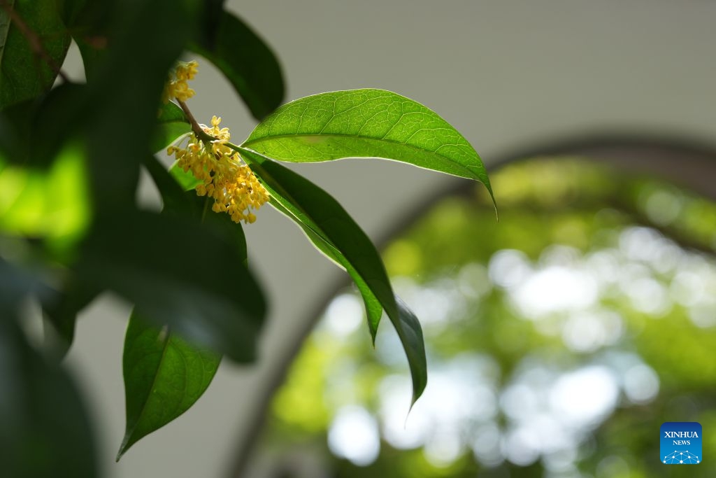 This photo taken on Oct. 14, 2026 shows a view of sweet osmanthus flowers at the West Lake scenic spot in Hangzhou, east China's Zhejiang Province. (Photo: Xinhua)