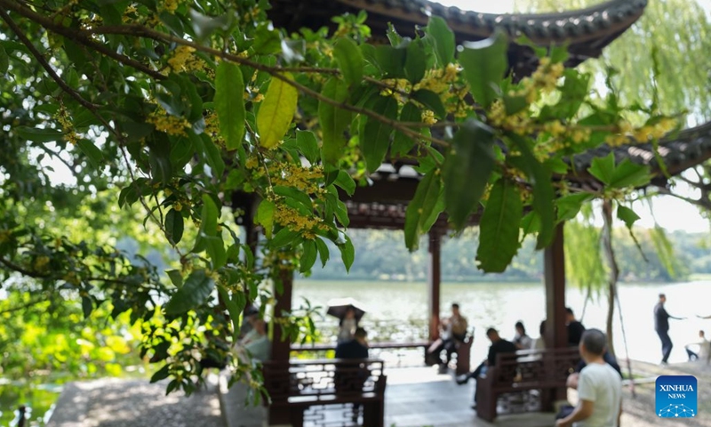 This photo taken on Oct. 14, 2026 shows a view of sweet osmanthus flowers at the West Lake scenic spot in Hangzhou, east China's Zhejiang Province. (Photo: Xinhua)