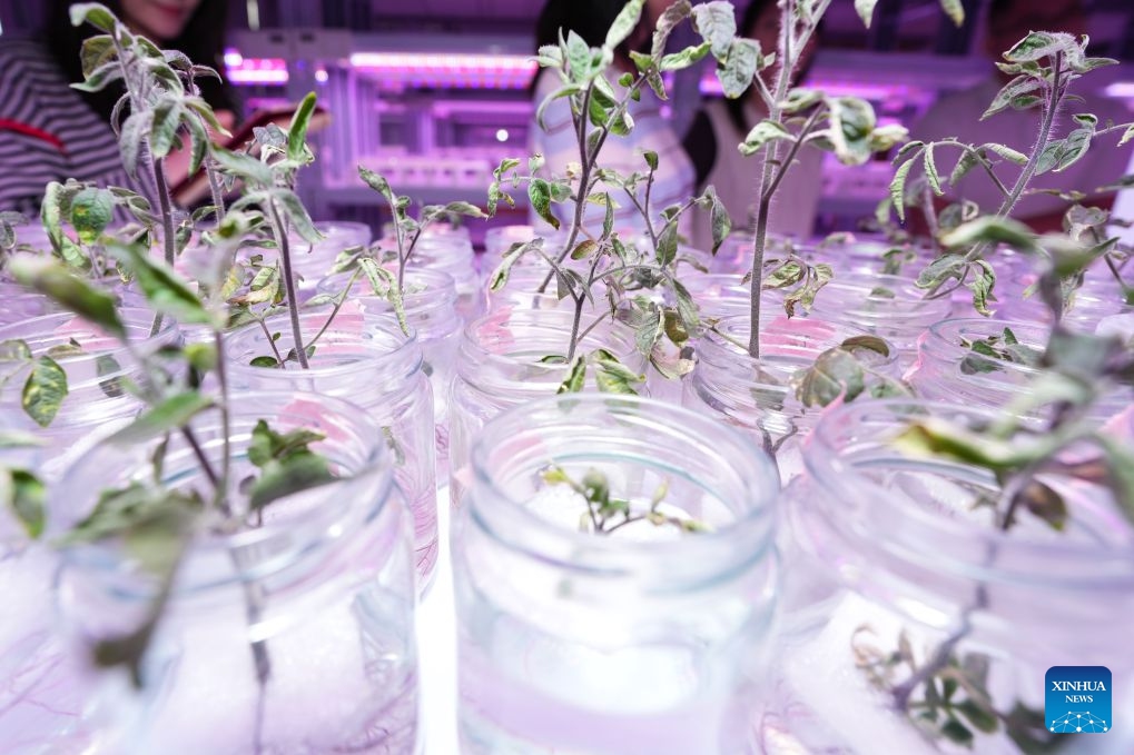 Gene-edited plants are pictured in a laboratory at Anhui Jianghuai Horticulture Seeds Co., Ltd. in Changfeng County of Hefei, east China's Anhui Province, Oct. 13, 2026. Changfeng County has been making efforts to foster its leading seed enterprises by giving policy and financial support. It has also established a platform to promote forming an integrated industrial chain including breeding, propagation and marketing. (Photo: Xinhua)