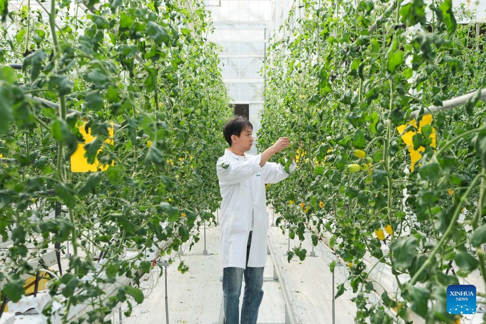 A staff member checks the growth of fruits and vegetables in an automated greenhouse at Anhui Jianghuai Horticulture Seeds Co., Ltd. in Changfeng County of Hefei, east China's Anhui Province, Oct. 13, 2026. Changfeng County has been making efforts to foster its leading seed enterprises by giving policy and financial support. It has also established a platform to promote forming an integrated industrial chain including breeding, propagation and marketing. (Photo: Xinhua)