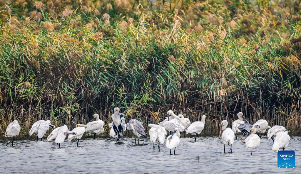 This photo taken on Oct. 12, 2026 shows birds at the Yuncheng Salt Lake Wetland in Yuncheng, north China's Shanxi Province. In recent years, Yuncheng has made great efforts to protect the ecological environment of the Yuncheng Salt Lake Wetland. The wetland has become an important habitat for birds to rest, forage and winter, as the wetland's ecological environment keeps improving. (Photo: Xinhua)