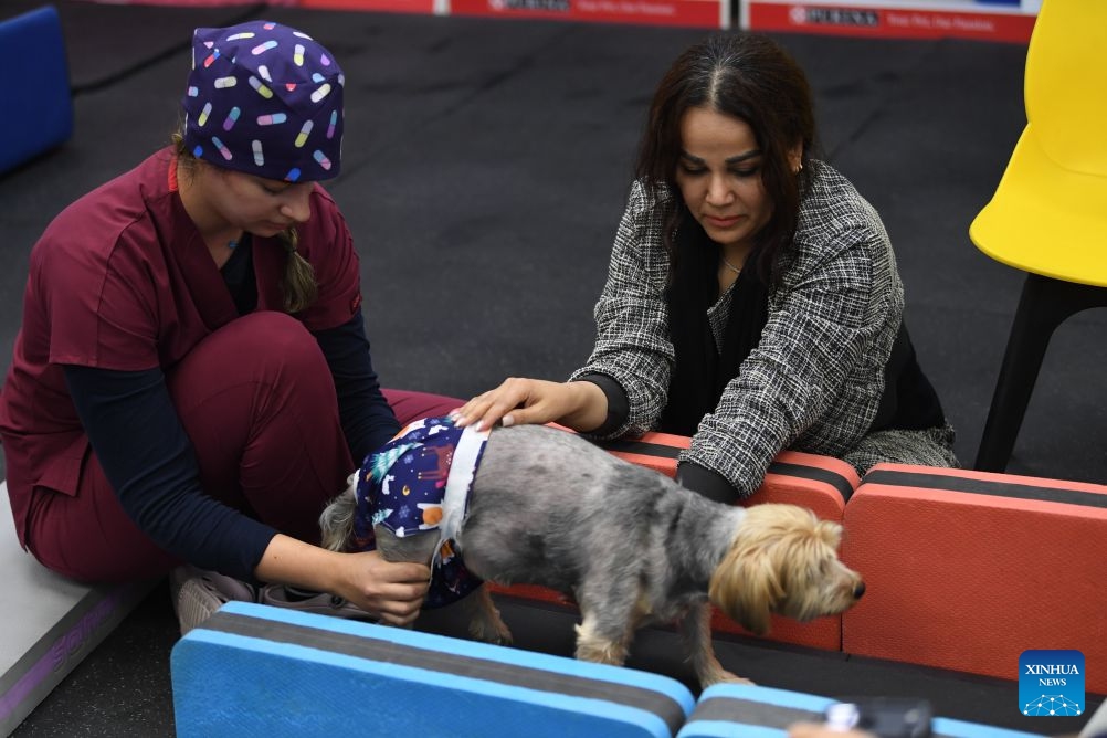 A dog receives rehabilitation training at the Tehran Pet Hospital in Tehran, Iran, Oct. 13, 2026. Tehran Pet Hospital is the first one of its kind in the city, offering a full range of diagnostic and treatment services for pets through its two round-the-clock branches. (Photo: Xinhua)