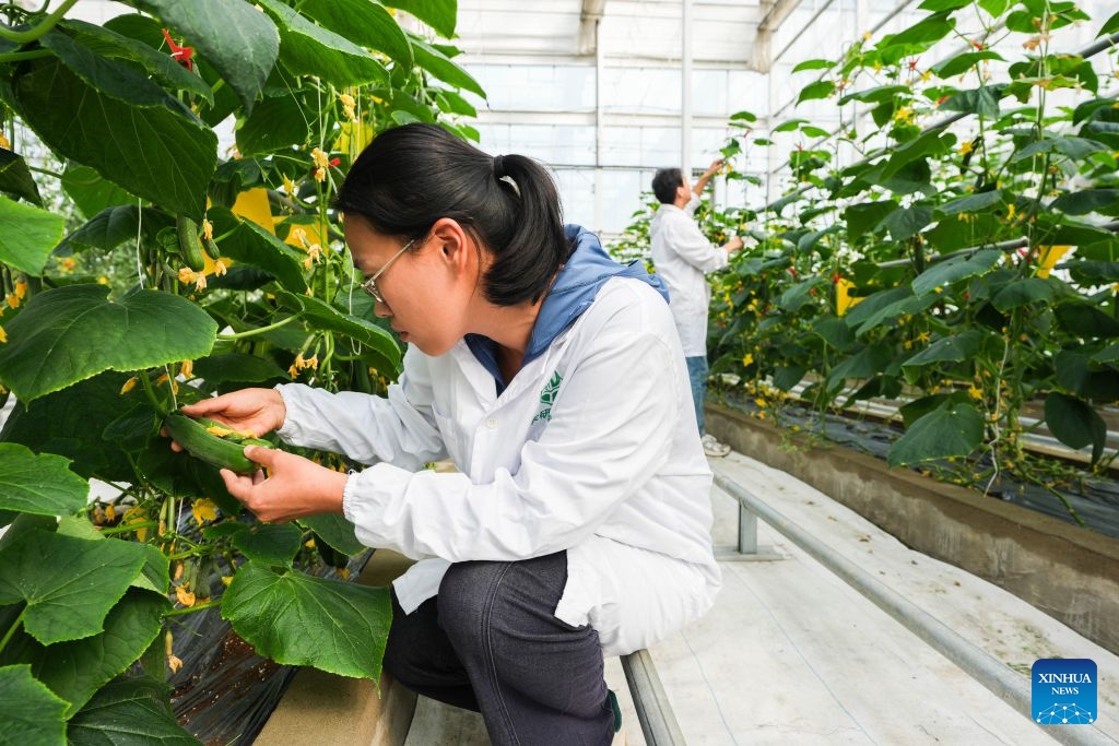Staff members check the growth of fruits and vegetables in an automated greenhouse at Anhui Jianghuai Horticulture Seeds Co., Ltd. in Changfeng County of Hefei, east China's Anhui Province, Oct. 13, 2026. Changfeng County has been making efforts to foster its leading seed enterprises by giving policy and financial support. It has also established a platform to promote forming an integrated industrial chain including breeding, propagation and marketing. (Photo: Xinhua)