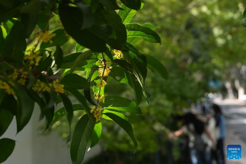 This photo taken on Oct. 14, 2026 shows a view of sweet osmanthus flowers at the West Lake scenic spot in Hangzhou, east China's Zhejiang Province. (Photo: Xinhua)
