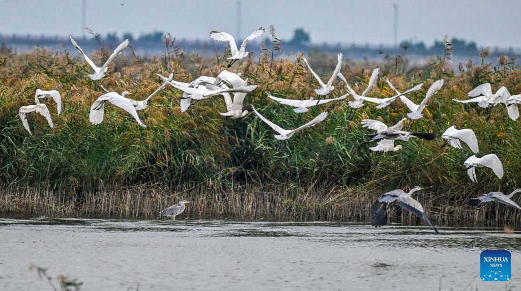 This photo taken on Oct. 12, 2026 shows birds at the Yuncheng Salt Lake Wetland in Yuncheng, north China's Shanxi Province. In recent years, Yuncheng has made great efforts to protect the ecological environment of the Yuncheng Salt Lake Wetland. The wetland has become an important habitat for birds to rest, forage and winter, as the wetland's ecological environment keeps improving. (Photo: Xinhua)