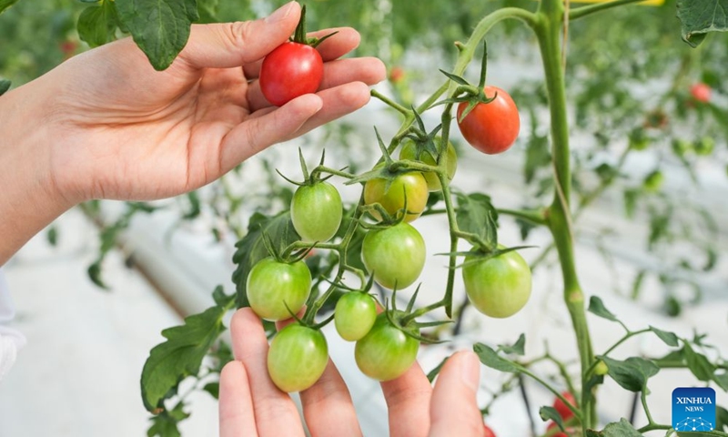 A staff member checks the growth of fruits and vegetables in an automated greenhouse at Anhui Jianghuai Horticulture Seeds Co., Ltd. in Changfeng County of Hefei, east China's Anhui Province, Oct. 13, 2026. Changfeng County has been making efforts to foster its leading seed enterprises by giving policy and financial support. It has also established a platform to promote forming an integrated industrial chain including breeding, propagation and marketing. (Photo: Xinhua)