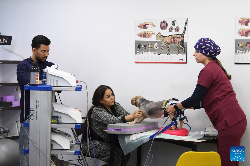 A dog receives rehabilitation training at the Tehran Pet Hospital in Tehran, Iran, Oct. 13, 2026. Tehran Pet Hospital is the first one of its kind in the city, offering a full range of diagnostic and treatment services for pets through its two round-the-clock branches. (Photo: Xinhua)