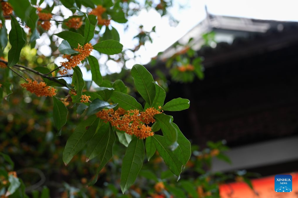This photo taken on Oct. 14, 2026 shows a view of sweet osmanthus flowers at the West Lake scenic spot in Hangzhou, east China's Zhejiang Province. (Photo: Xinhua)