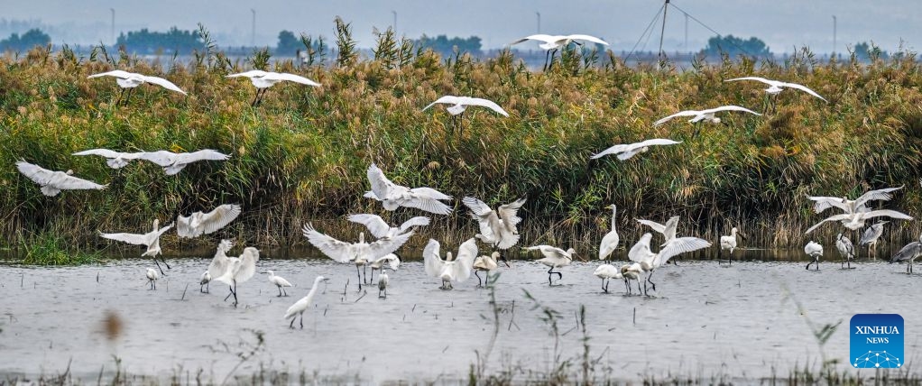 This photo taken on Oct. 12, 2026 shows birds at the Yuncheng Salt Lake Wetland in Yuncheng, north China's Shanxi Province. In recent years, Yuncheng has made great efforts to protect the ecological environment of the Yuncheng Salt Lake Wetland. The wetland has become an important habitat for birds to rest, forage and winter, as the wetland's ecological environment keeps improving. (Photo: Xinhua)