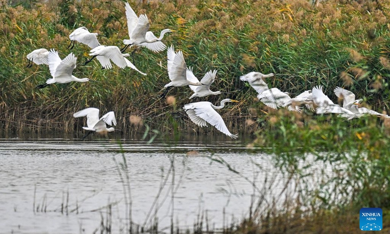 This photo taken on Oct. 12, 2026 shows birds at the Yuncheng Salt Lake Wetland in Yuncheng, north China's Shanxi Province. In recent years, Yuncheng has made great efforts to protect the ecological environment of the Yuncheng Salt Lake Wetland. The wetland has become an important habitat for birds to rest, forage and winter, as the wetland's ecological environment keeps improving. (Photo: Xinhua)