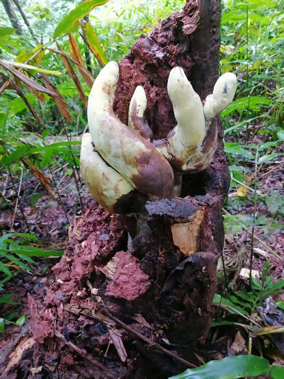 Photo: Courtesy of the Kunming Institute of Botany under the Chinese Academy of Sciences