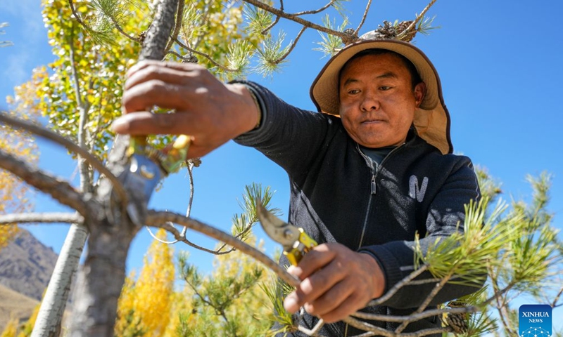 A maintenance and protection worker carries out pruning operations in the Shannan section of an afforestation project covering mountainous regions between Lhasa and Shannan, in Shannan City, southwest China's Xizang Autonomous Region, Oct. 17, 2026. 
