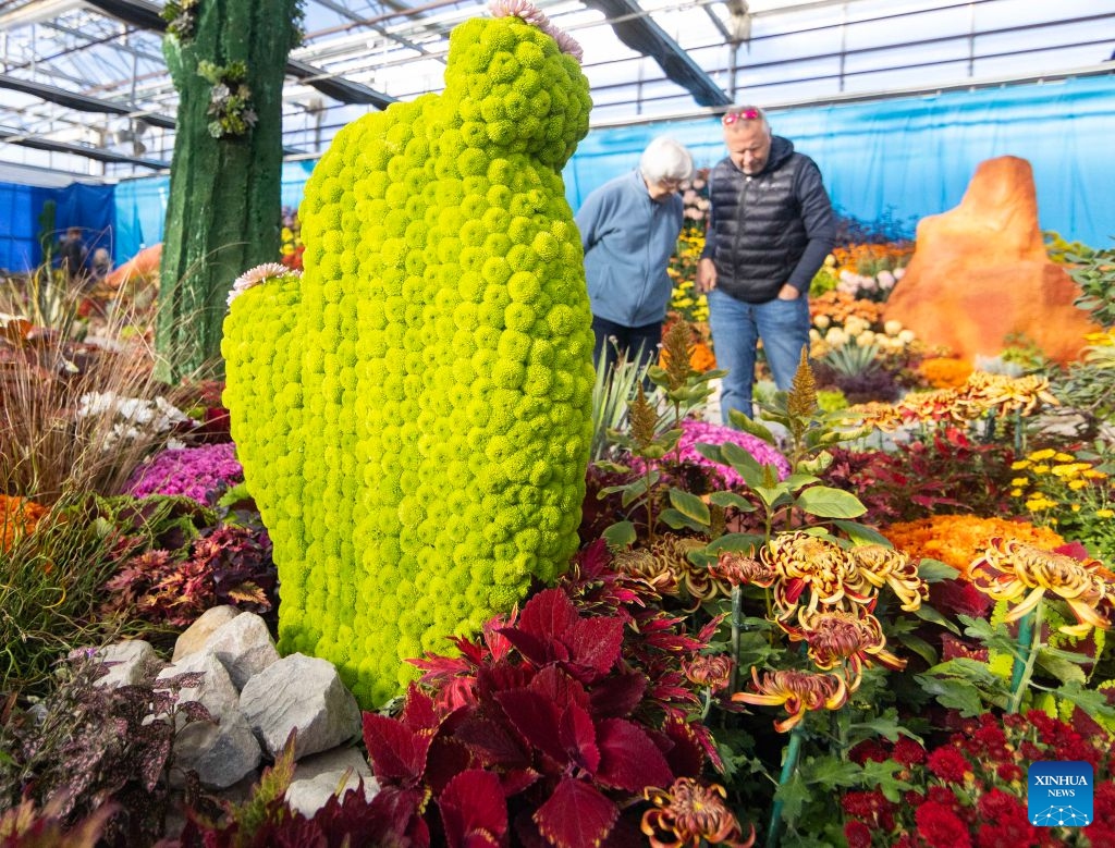 People visit the 2026 Fall Floral Mum Show in Hamilton, Ontario, Canada, on Oct. 17, 2026. Featuring over 200 chrysanthemum varieties and more than 100,000 on-site blooms, the annual show kicked off here on Saturday and will last until Oct. 25. (Photo by Zou Zheng/Xinhua)