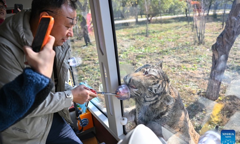 Tourists interact with a Siberian tiger at the Siberian Tiger Park in Harbin, northeast China's Heilongjiang Province, Oct. 16, 2026. The Hengdaohezi Siberian Tiger Park and the Siberian Tiger Park, both located in northeast China's Heilongjiang Province, have been collaborating to conserve Siberian tigers through rewilding training, conservation research and public engagement. (Xinhua/Sun Ruibo)