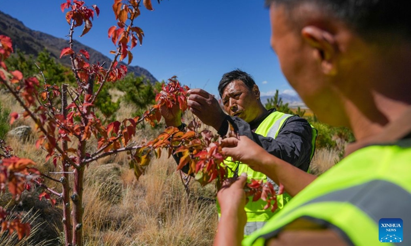Maintenance and protection workers carry out pest and disease control operations in the Shannan section of an afforestation project covering mountainous regions between Lhasa and Shannan, in Shannan City, southwest China's Xizang Autonomous Region, Oct. 17, 2026.