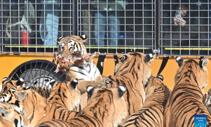 A tourist takes photos of Siberian tigers vying for food from inside a protective sightseeing vehicle at the Hengdaohezi Siberian Tiger Park in Hailin City, northeast China's Heilongjiang Province, Oct. 15, 2026. The Hengdaohezi Siberian Tiger Park and the Siberian Tiger Park, both located in northeast China's Heilongjiang Province, have been collaborating to conserve Siberian tigers through rewilding training, conservation research and public engagement. (Xinhua/Sun Ruibo)