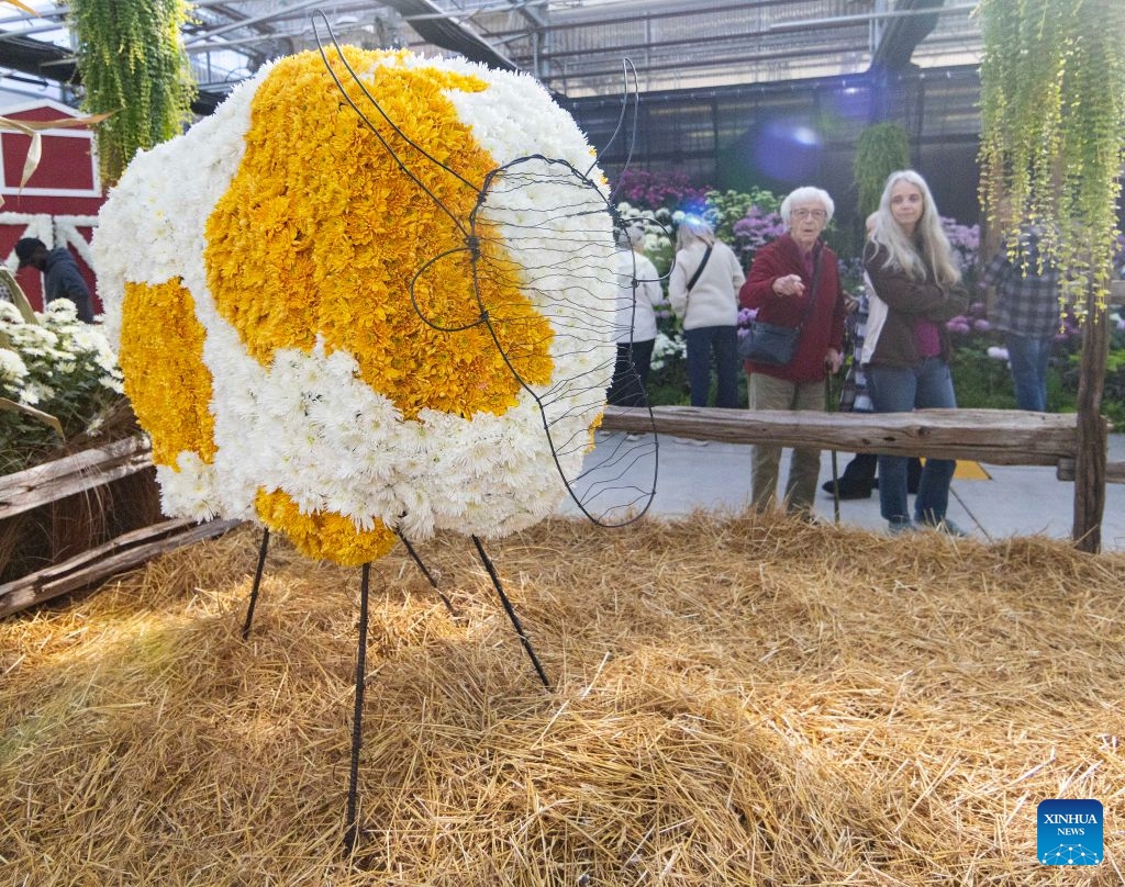 People view a floral installation during the 2026 Fall Floral Mum Show in Hamilton, Ontario, Canada, on Oct. 17, 2026. Featuring over 200 chrysanthemum varieties and more than 100,000 on-site blooms, the annual show kicked off here on Saturday and will last until Oct. 25. (Photo by Zou Zheng/Xinhua)