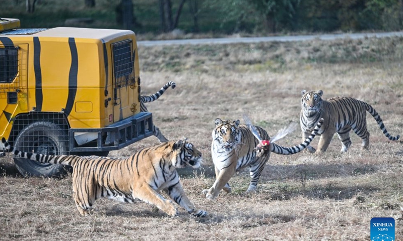 Siberian tigers attempt to catch live animals served as their food at the Siberian Tiger Park in Harbin, northeast China's Heilongjiang Province, Oct. 16, 2026. The Hengdaohezi Siberian Tiger Park and the Siberian Tiger Park, both located in northeast China's Heilongjiang Province, have been collaborating to conserve Siberian tigers through rewilding training, conservation research and public engagement. (Xinhua/Sun Ruibo)