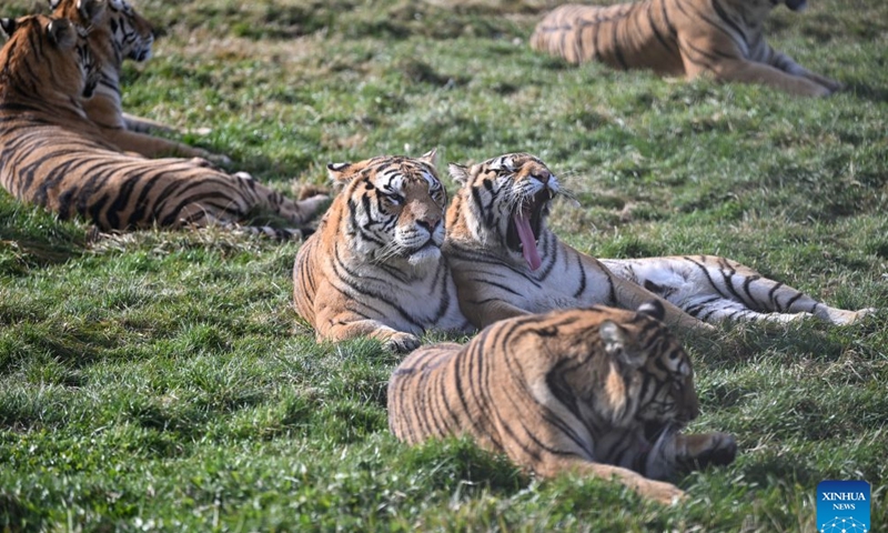 This photo taken on Oct. 15, 2026 shows Siberian tigers at the Hengdaohezi Siberian Tiger Park in Hailin City, northeast China's Heilongjiang Province. The Hengdaohezi Siberian Tiger Park and the Siberian Tiger Park, both located in northeast China's Heilongjiang Province, have been collaborating to conserve Siberian tigers through rewilding training, conservation research and public engagement. (Xinhua/Sun Ruibo)
