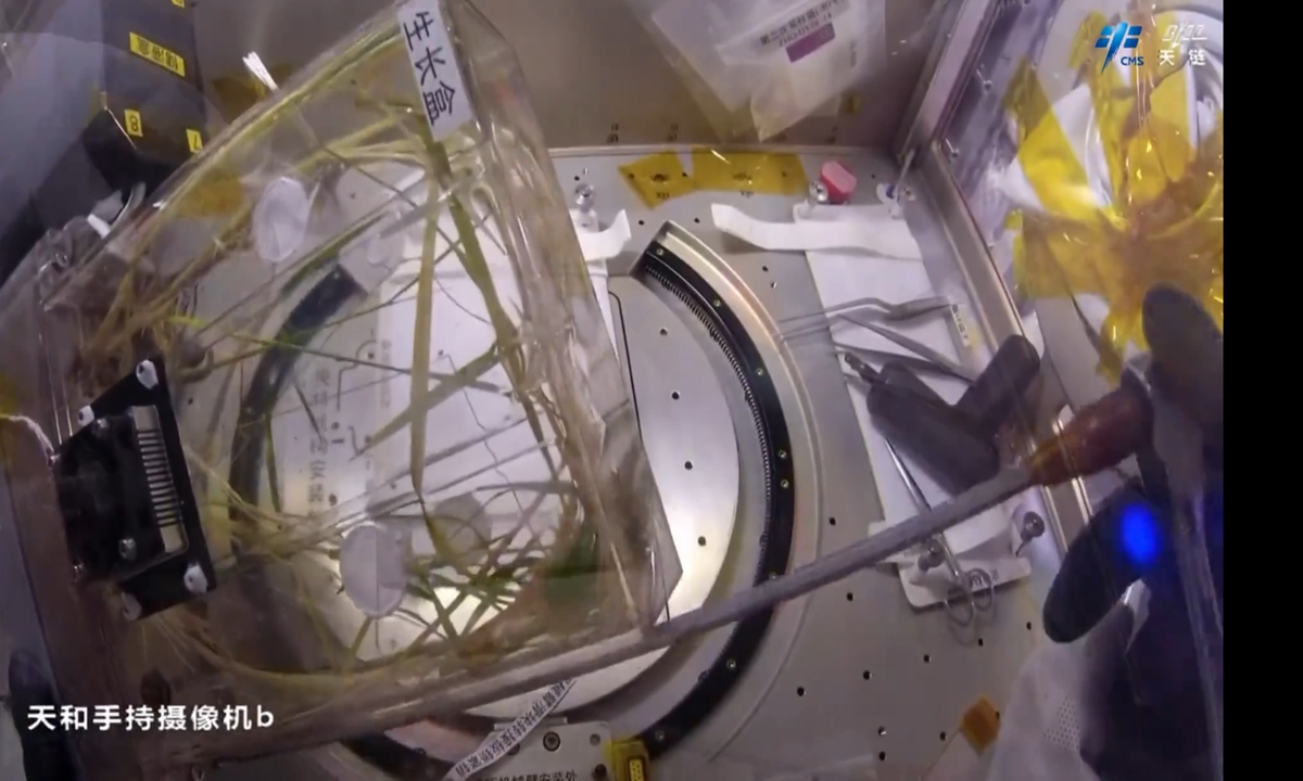Picture of China's space station rice experiment. Photo: China Central Television