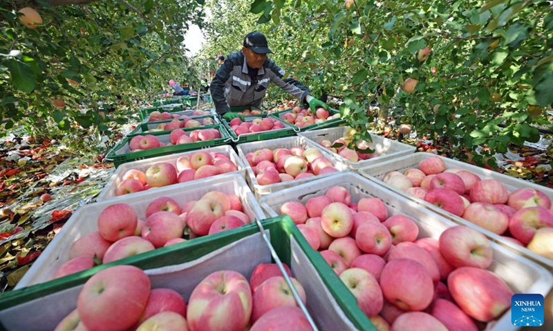 A farmer works at an apple planting base in Yongkang Town of Shapotou District, Zhongwei City, northwest China's Ningxia Hui Autonomous Region, Oct. 18, 2026. Spreading along the southern edge of the Tengger Desert and the Yellow River, Shapotou District of Zhongwei City has ushered in a bumper harvest season for its drought-enduring apples recently. Apple plantation now covers 80,200 mu (about 5346.67 hectares) in the district, with an estimated yield of 144,000 tonnes at a worth of over 1 billion yuan (about 150 million U.S. dollars) this season. (Photo: Xinhua)