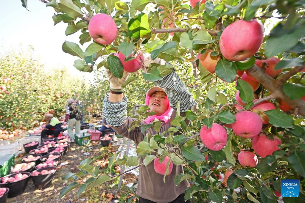 A farmer picks up apples at an apple planting base in Yongkang Town of Shapotou District, Zhongwei City, northwest China's Ningxia Hui Autonomous Region, Oct. 18, 2026. Spreading along the southern edge of the Tengger Desert and the Yellow River, Shapotou District of Zhongwei City has ushered in a bumper harvest season for its drought-enduring apples recently. Apple plantation now covers 80,200 mu (about 5346.67 hectares) in the district, with an estimated yield of 144,000 tonnes at a worth of over 1 billion yuan (about 150 million U.S. dollars) this season. (Photo: Xinhua)