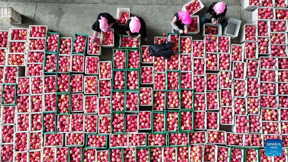 An aerial drone photo taken on Oct. 18, 2026 shows farmers sorting apples at a warehouse of a cooperative in Yongkang Town of Shapotou District, Zhongwei City, northwest China's Ningxia Hui Autonomous Region. Spreading along the southern edge of the Tengger Desert and the Yellow River, Shapotou District of Zhongwei City has ushered in a bumper harvest season for its drought-enduring apples recently. Apple plantation now covers 80,200 mu (about 5346.67 hectares) in the district, with an estimated yield of 144,000 tonnes at a worth of over 1 billion yuan (about 150 million U.S. dollars) this season. (Photo: Xinhua)