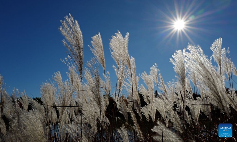 This photo taken on Oct. 17, 2026 shows an autumn view in the Greater Toronto Area in Ontario, Canada. (Photo: Xinhua)