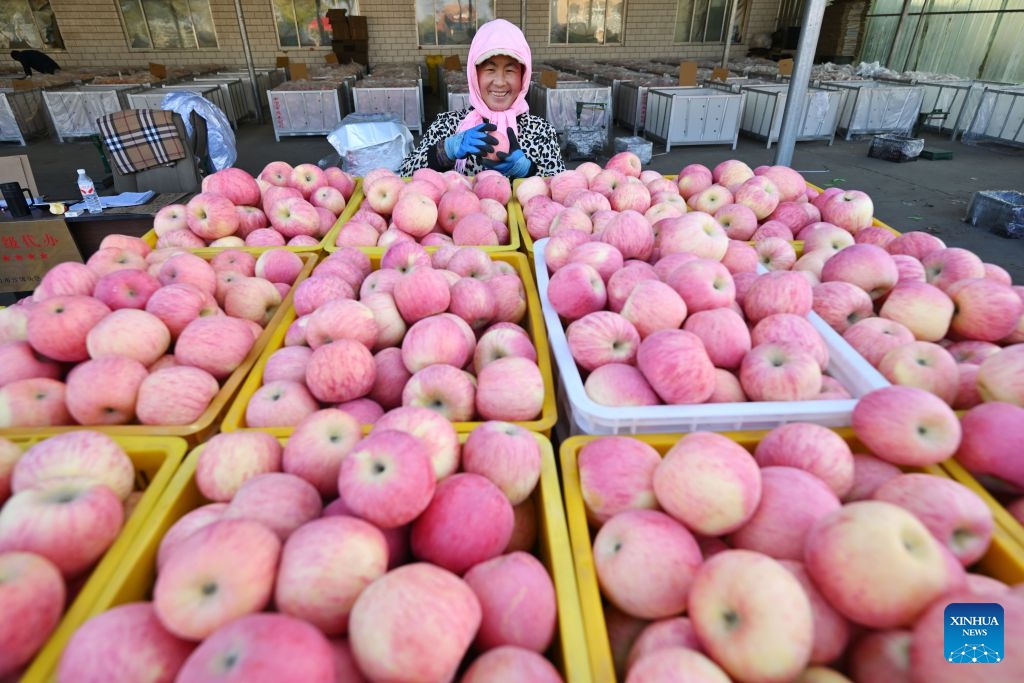 A farmer works at a cold chain distribution center in Yongkang Town of Shapotou District, Zhongwei City, northwest China's Ningxia Hui Autonomous Region, Oct. 18, 2026. Spreading along the southern edge of the Tengger Desert and the Yellow River, Shapotou District of Zhongwei City has ushered in a bumper harvest season for its drought-enduring apples recently. Apple plantation now covers 80,200 mu (about 5346.67 hectares) in the district, with an estimated yield of 144,000 tonnes at a worth of over 1 billion yuan (about 150 million U.S. dollars) this season. (Photo: Xinhua)